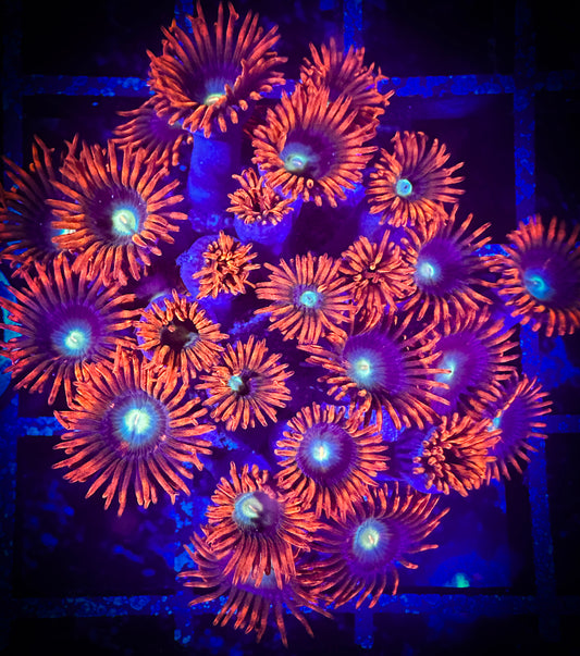 WYSIWYG OG CB Punk Rockers Zoanthids Colony 05B4
