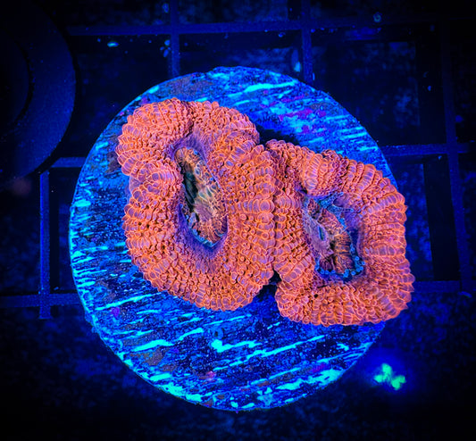 WYSIWYG Ultra Acan (Micromussa) 05B4
