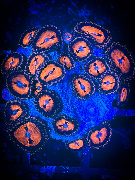 WYSIWYG WWC Bloodsuckers AKA Date Night Zoanthids 05C1