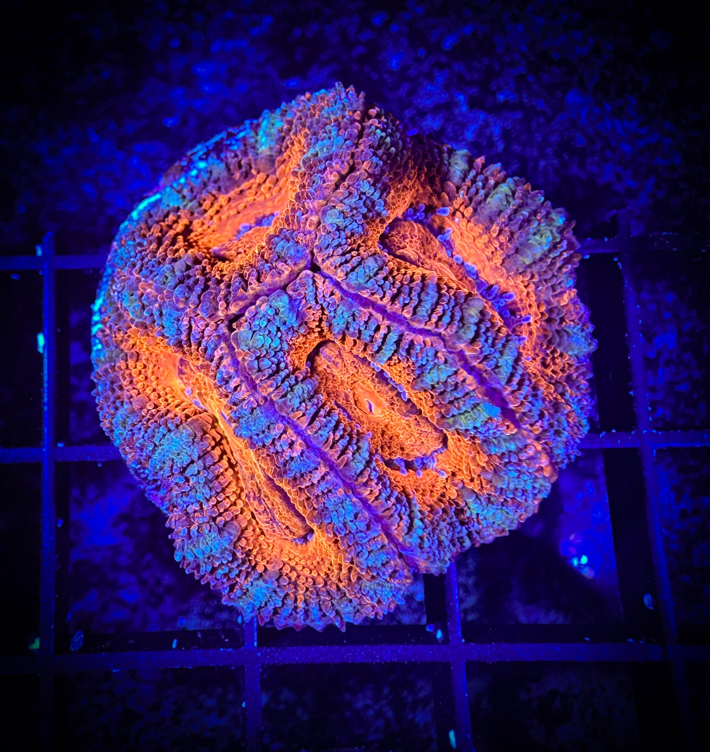 WYSIWYG Ultra Acan (Micromussa) 05C1