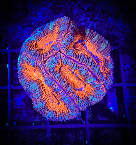 WYSIWYG Ultra Acan (Micromussa) 05C1