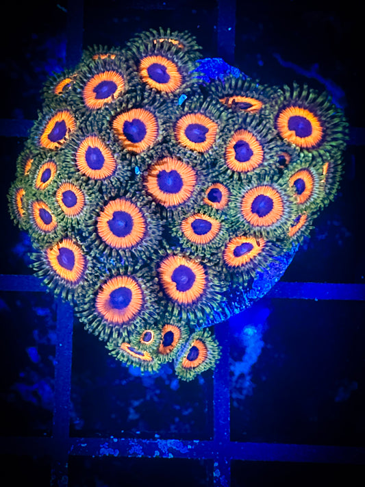 WYSIWYG JF Jungle Juice Zoanthids Mini Colony 05C2