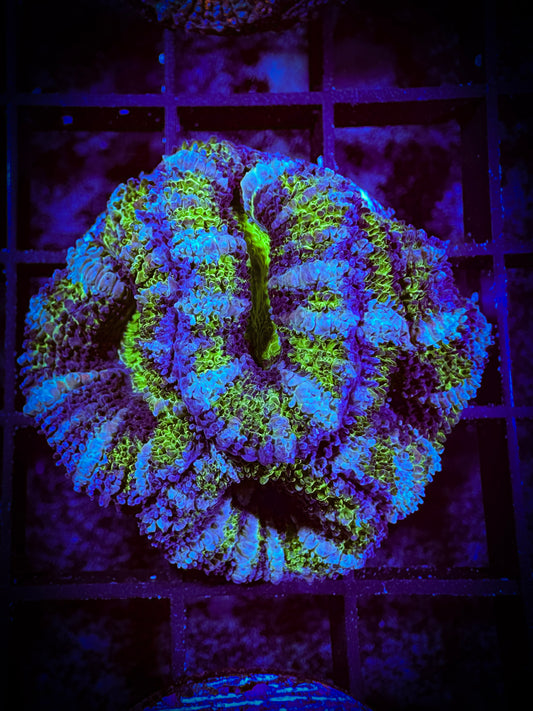 WYSIWYG Ultra Acan (Micromussa) 05C2