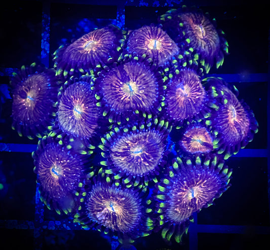 WYSIWYG Nirvanas Zoanthids Large Frag 05C3