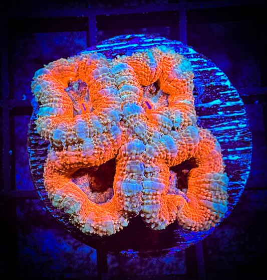 WYSIWYG Ultra Acan (Micromussa) 05C3