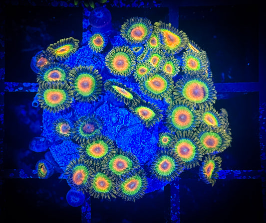 WYSIWYG Rastas Zoanthids Large Frag 02A4