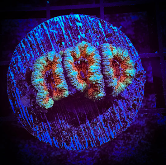 WYSIWYG Ultra Acan (Micromussa) 05C4