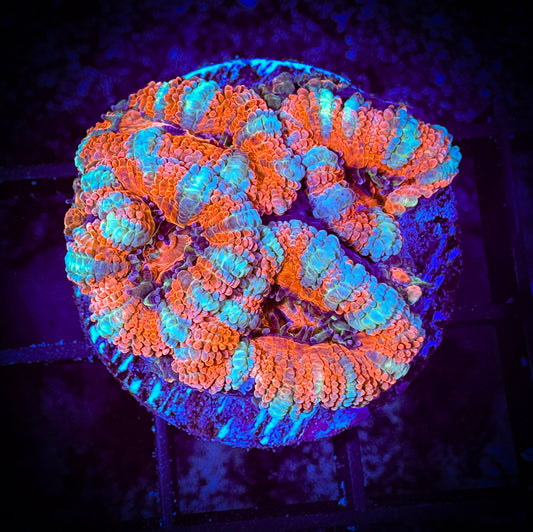 WYSIWYG Ultra Acan (Micromussa) 05D1