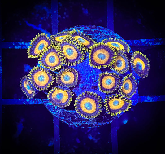 WYSIWYG Scrambled Eggs Zoanthids Frag 05D2