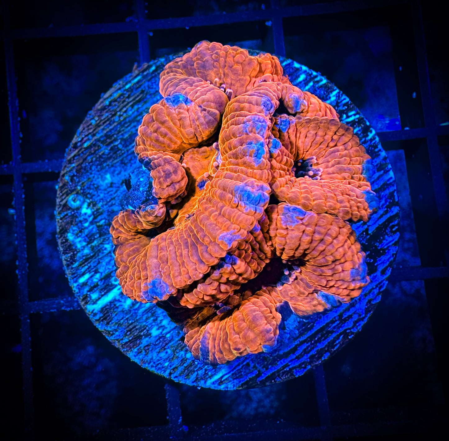 WYSIWYG Ultra Acan (Micromussa) 05D2