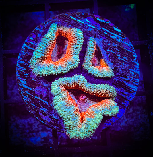 WYSIWYG Ultra Acan (Micromussa) 05D3