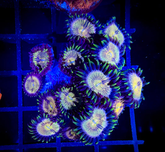 WYSIWYG Nirvanas Zoanthids Large Frag 05D4