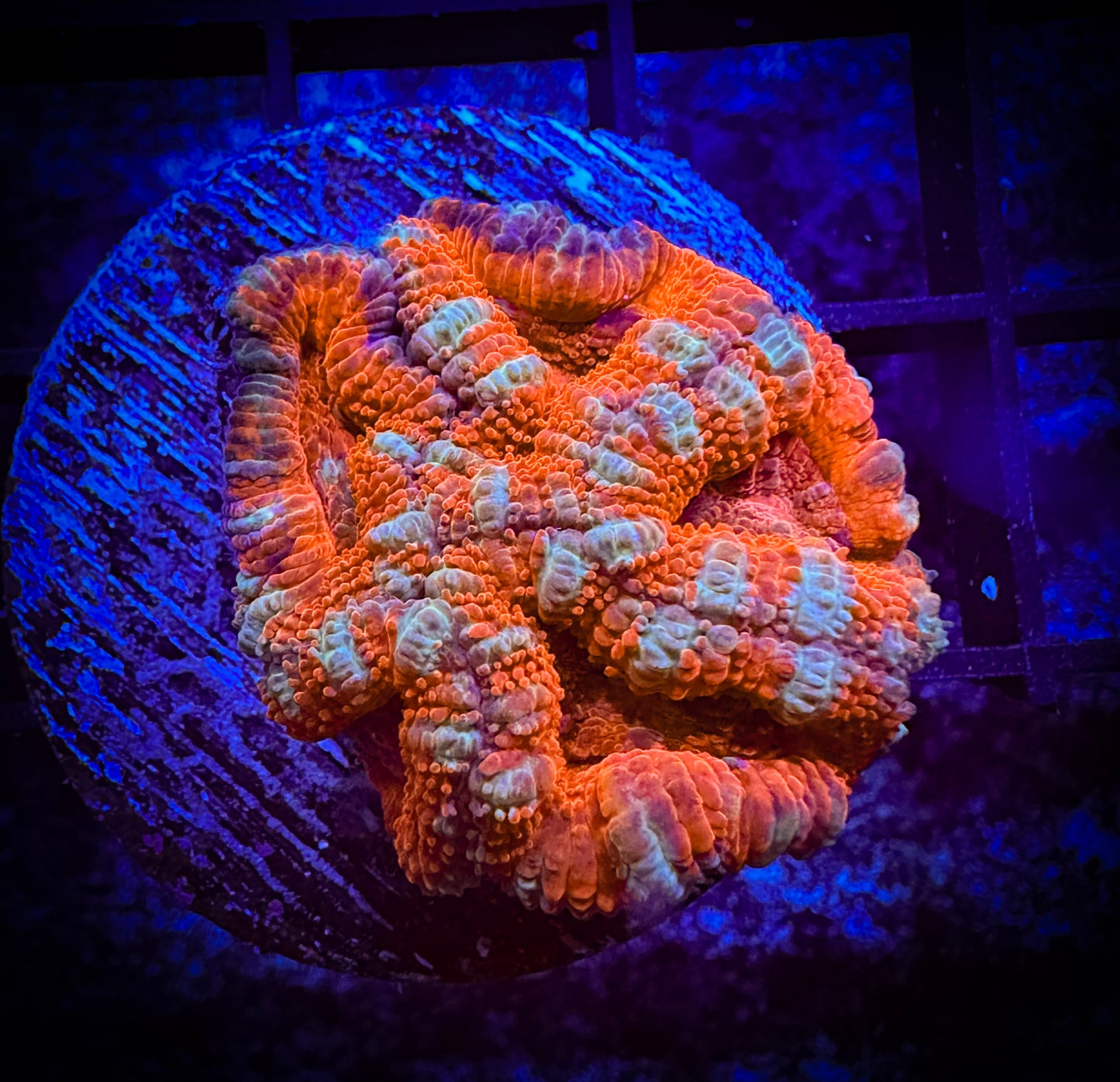 WYSIWYG Ultra Acan (Micromussa) 05D4