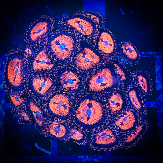 WYSIWYG WWC Bloodsuckers AKA Date Night Zoanthids Colony 05E1