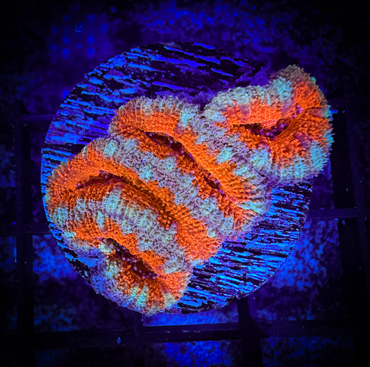 WYSIWYG Ultra Acan (Micromussa) 05E1