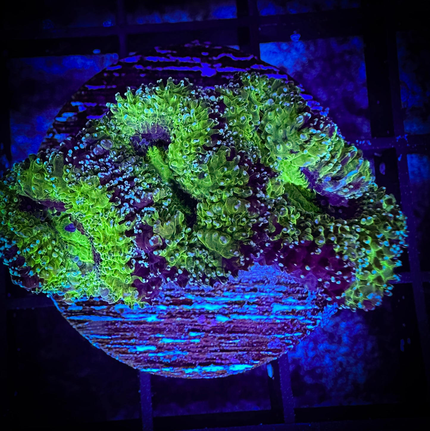 WYSIWYG Ultra Acan (Micromussa) 05E3