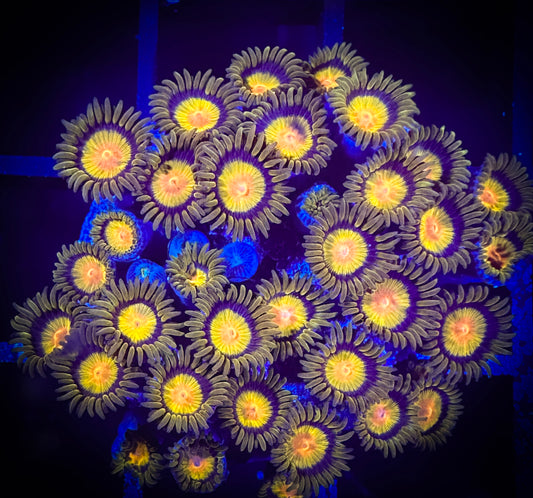 WYSIWYG CC Tutti Fruity Zoanthids Colony 05E4