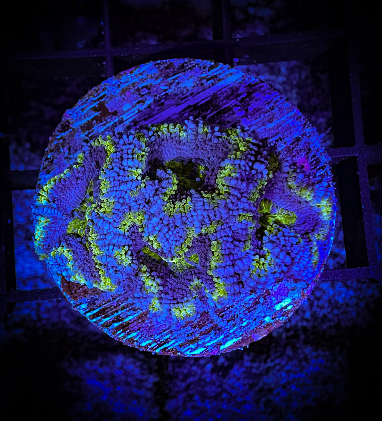 WYSIWYG Ultra Acan (Micromussa) 05E4