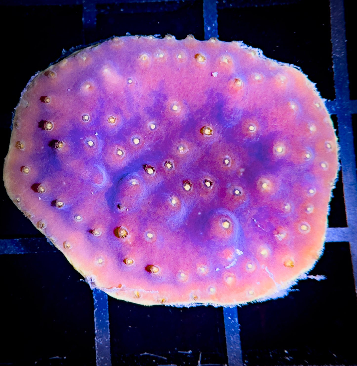 WYSIWYG Yellow Edge Scroll Coral 01C2