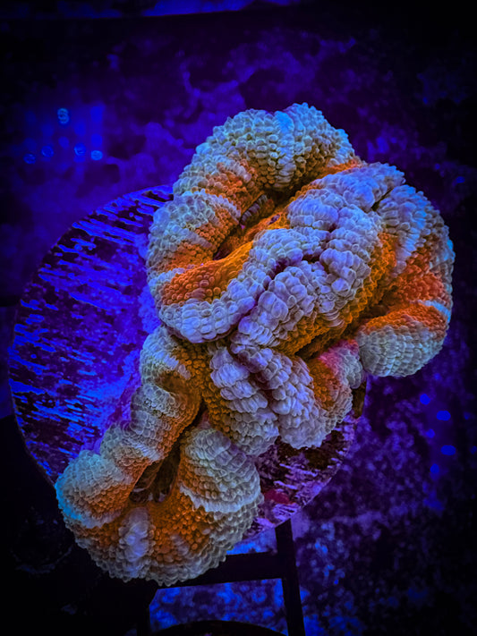 WYSIWYG Ultra Acan (Micromussa) 05F1