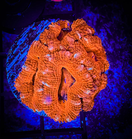 WYSIWYG Ultra Acan (Micromussa) 05F2