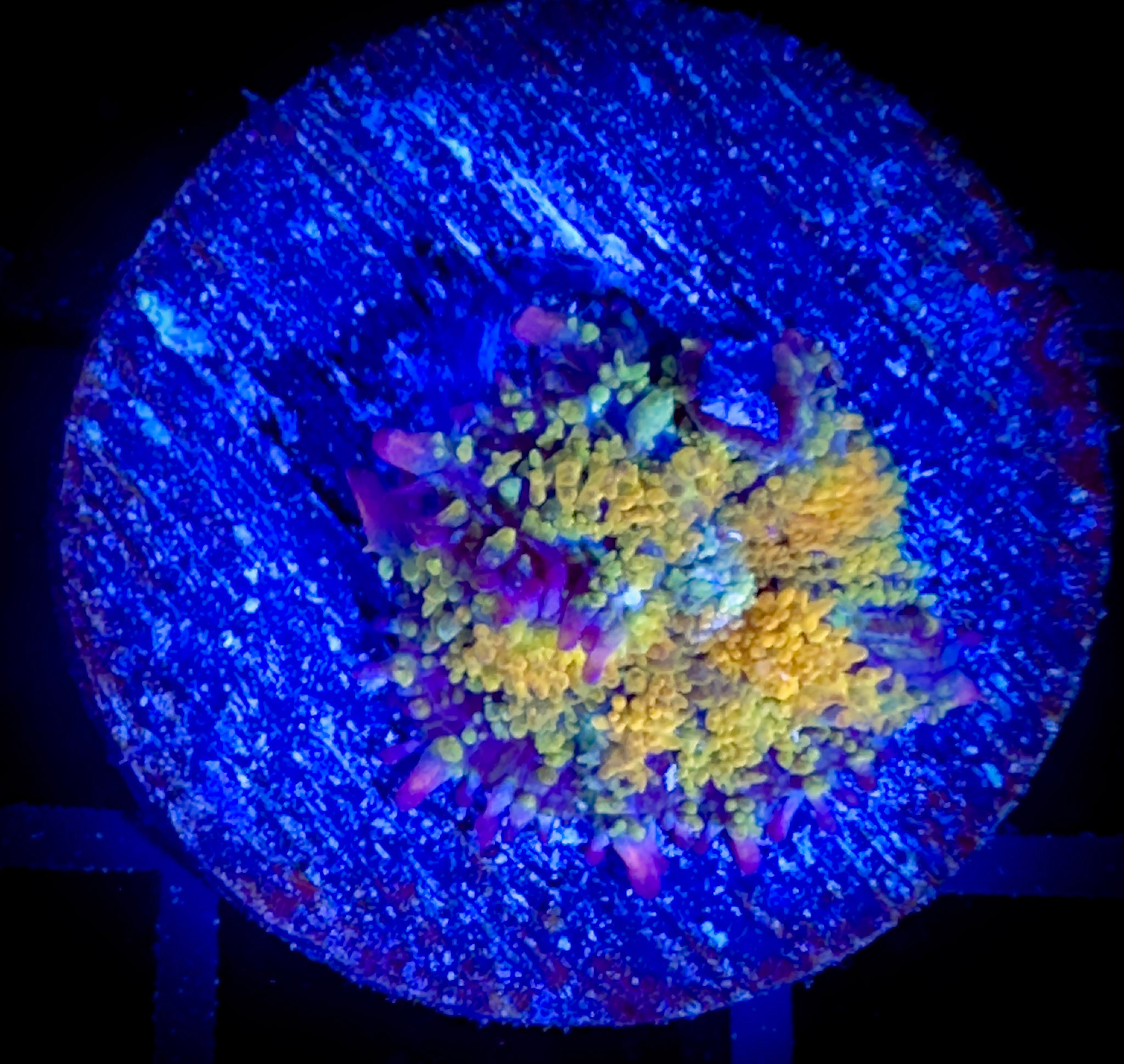 Gonzo Golden Dragon Mushroom – Goat Corals