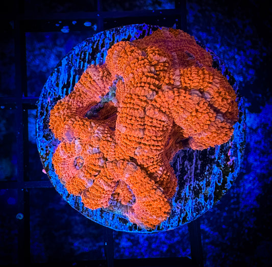 WYSIWYG Ultra Acan (Micromussa) 05F3