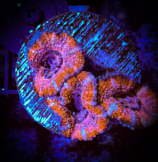 WYSIWYG Ultra Acan (Micromussa) 05F4