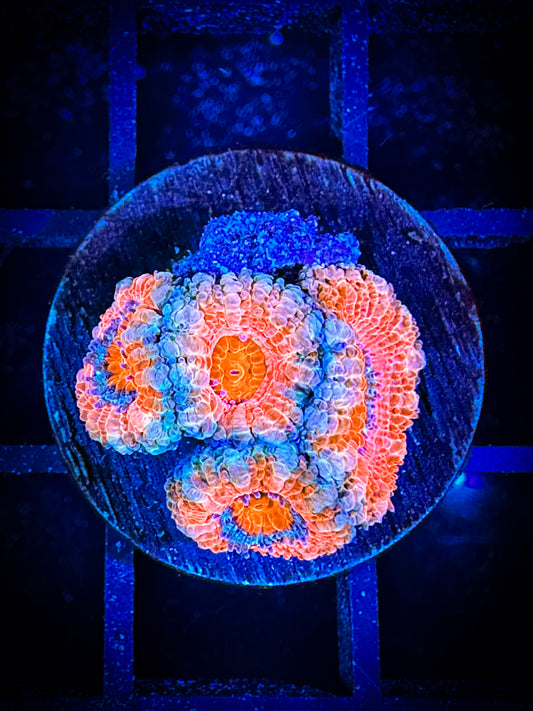 WYSIWYG Ultra Acan (Micromussa) 06B2