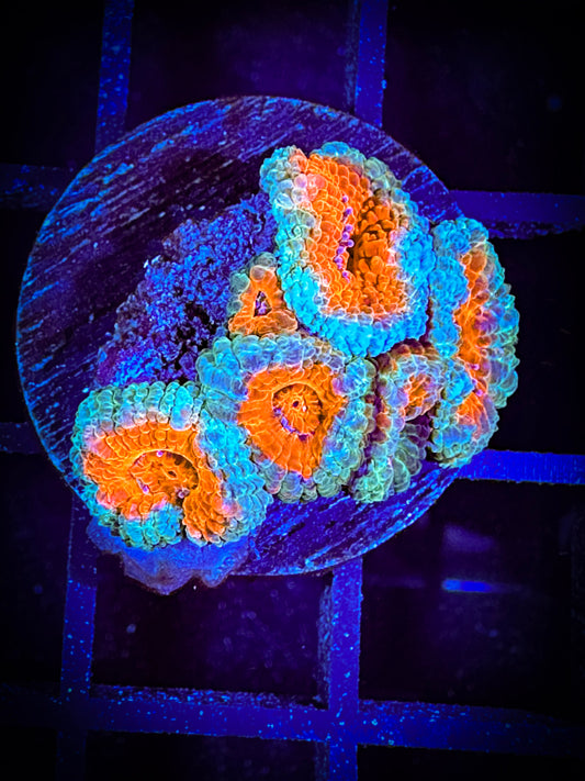 WYSIWYG Ultra Acan (Micromussa) 06B3