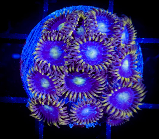 Blue Horizons Zoanthids