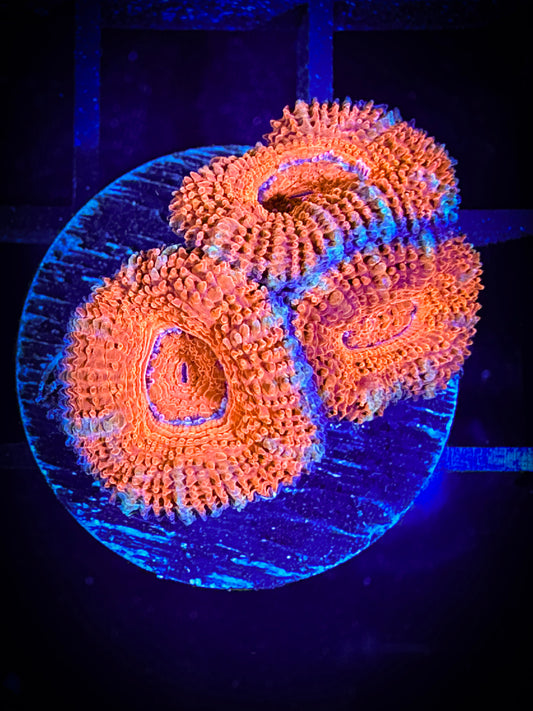 WYSIWYG Ultra Acan (Micromussa) 06B4