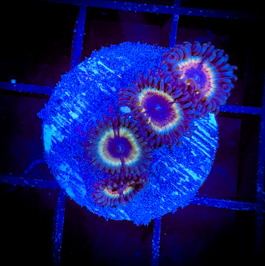 WYSIWYG Vampires in Drag Zoanthids 01B1