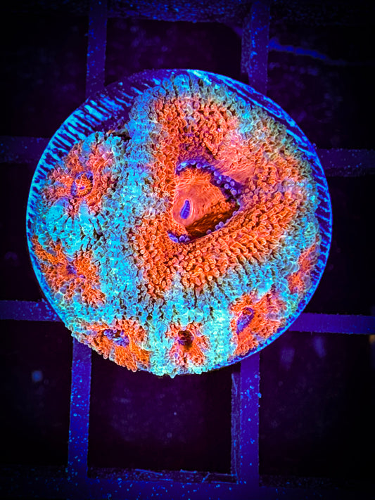 WYSIWYG Ultra Acan (Micromussa) 06C2