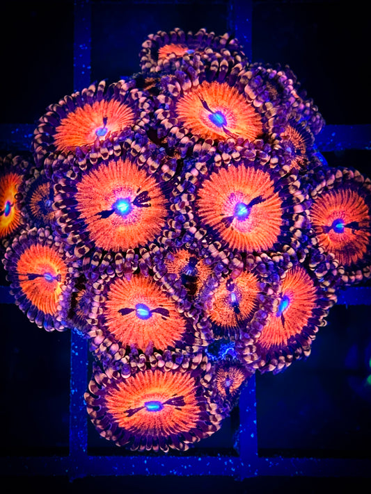 WYSIWYG WWC Bloodsuckers AKA Date Night Zoanthids Mini Colony 06D4