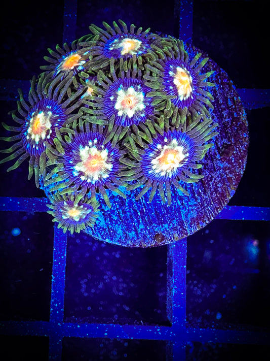 WYSIWYG JF Stargazer Zoanthids Large Frag 06E2