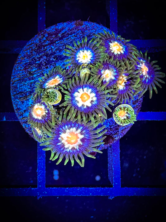 WYSIWYG JF Stargazer Zoanthids Large Frag 06E4