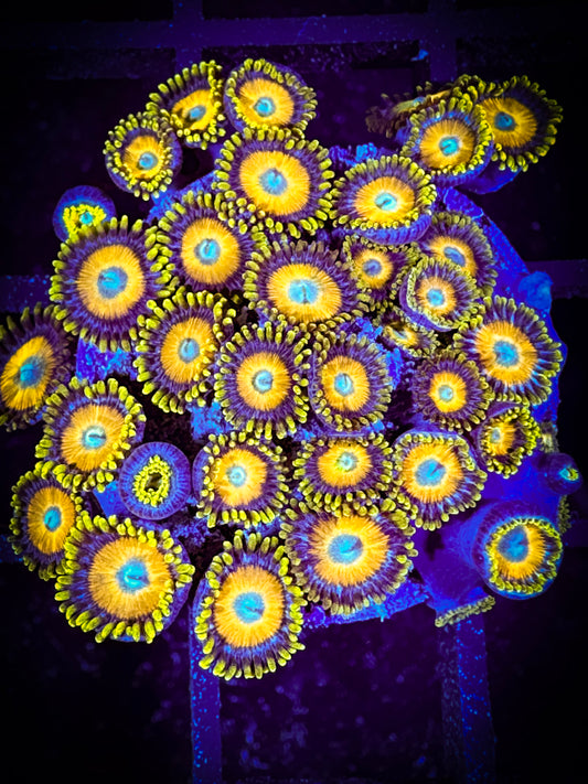 WYSIWYG Scrambled Eggs Zoanthids Large Frag 06F3
