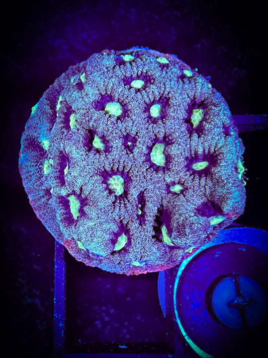 WYSIWYG Lime Eye War Coral (Favities) 05A3