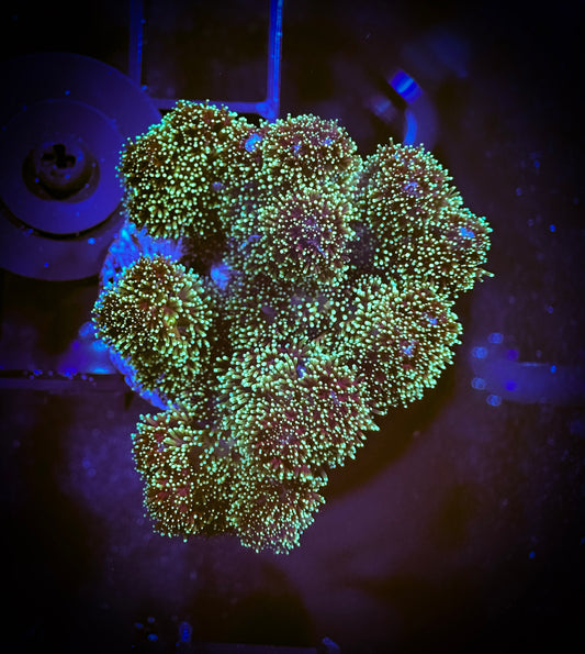 WYSIWYG Neon Green Pocillopora 07A1