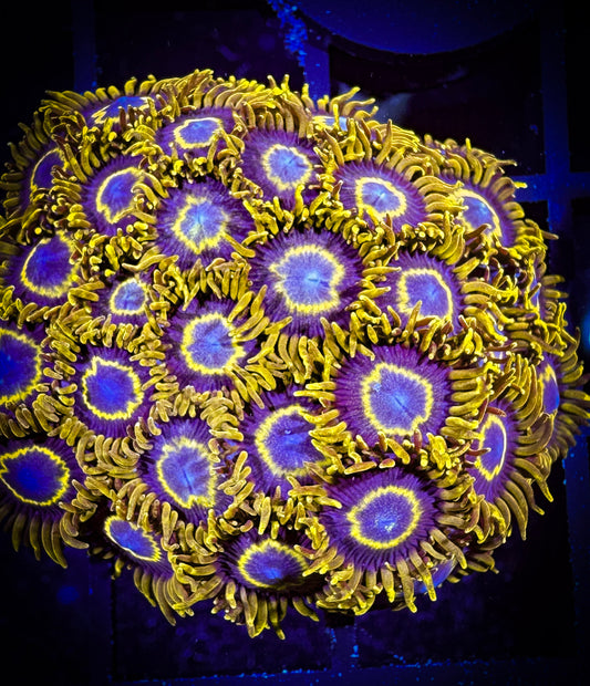 WYSIWYG Yellow Hornets Zoanthids Colony 07A2
