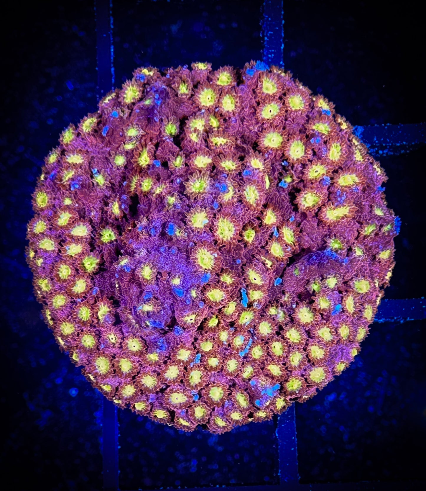 WYSIWYG ECC Bling Bling Cyphastrea 07A3