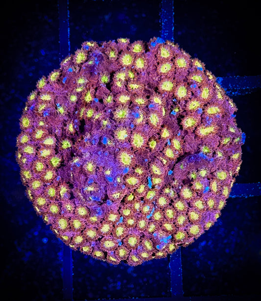 WYSIWYG ECC Bling Bling Cyphastrea 07A3