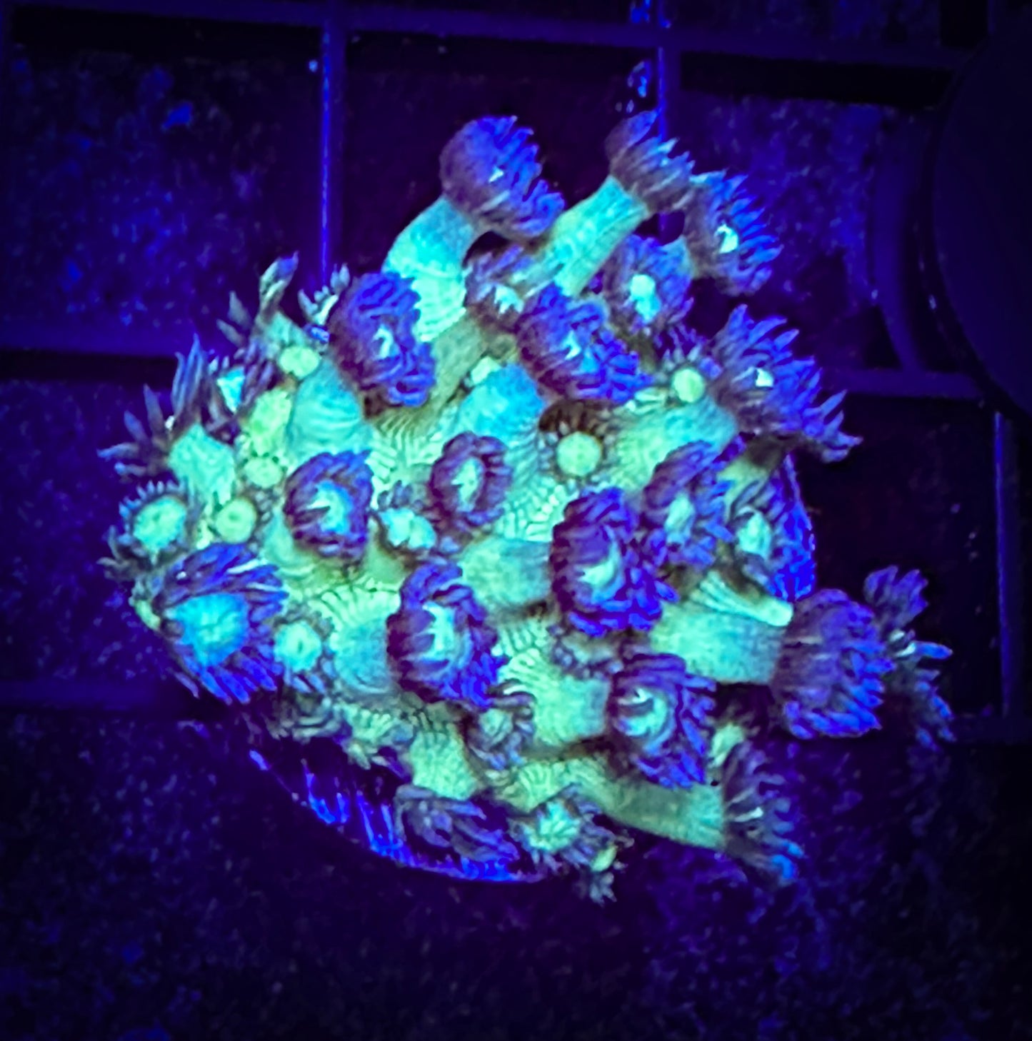 Medusa Goniopora