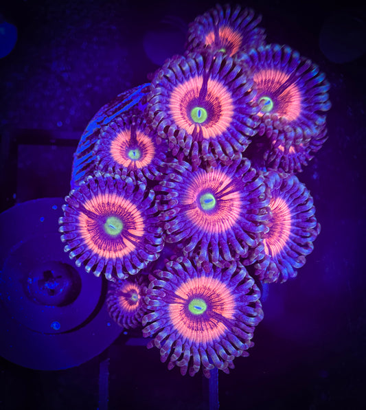 WYISIWYG Lord of the Rings Zoanthids Mini Colony 07A4