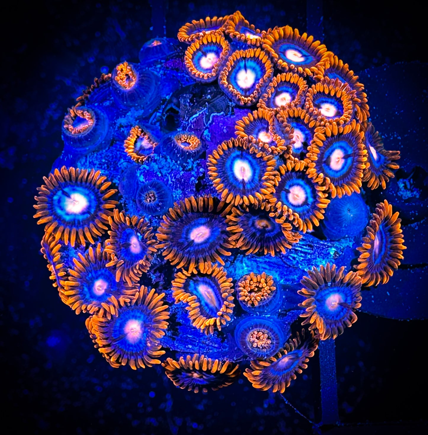 WYSIWYG GC Pink Eyes Zoanthids Large Frag 07A4