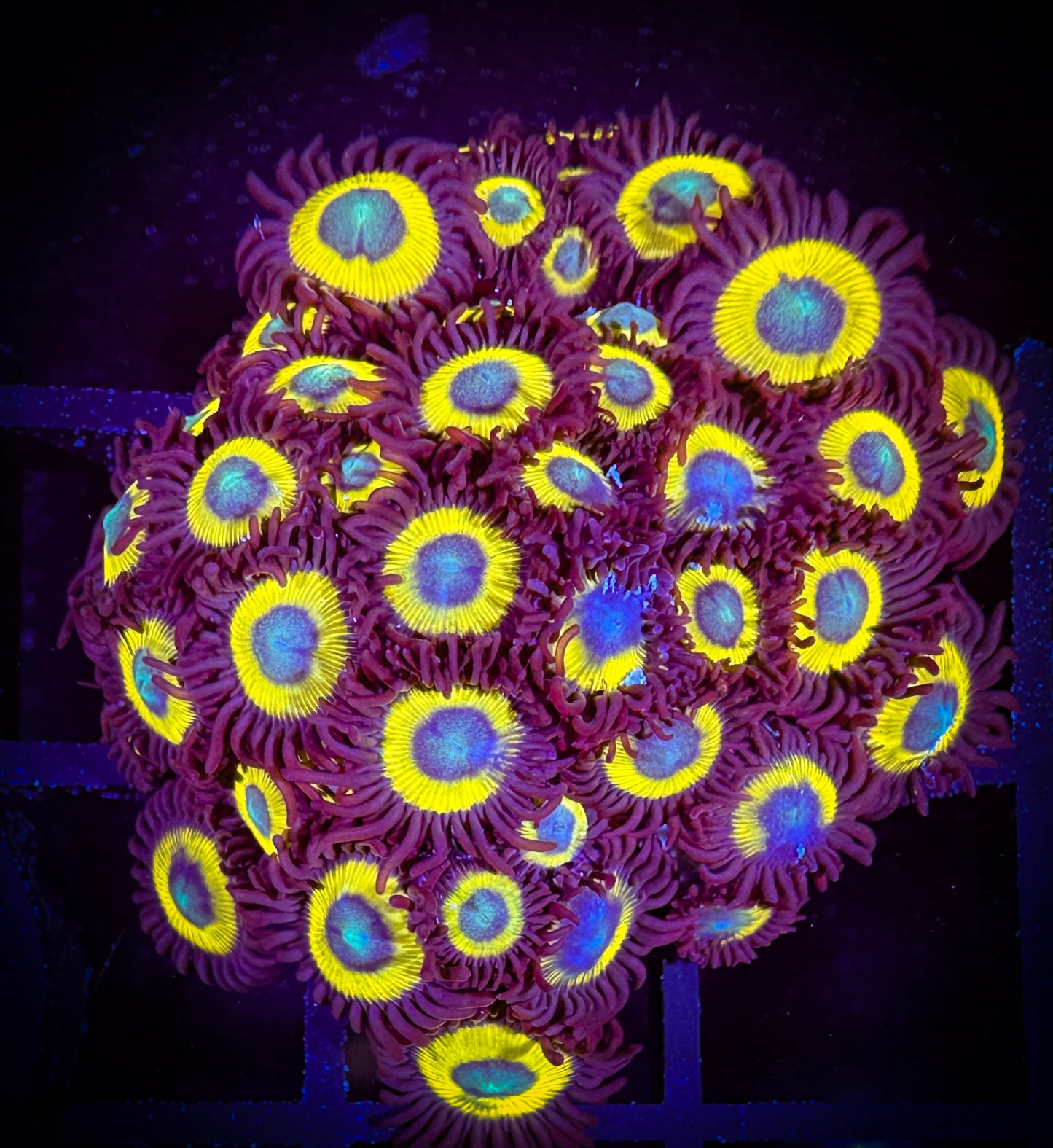 WYSIWYG Black Bella Zoanthids Colony 07B1