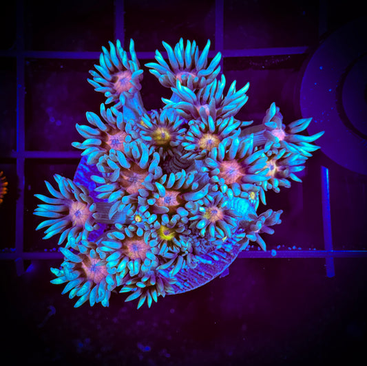 Banshee Goniopora