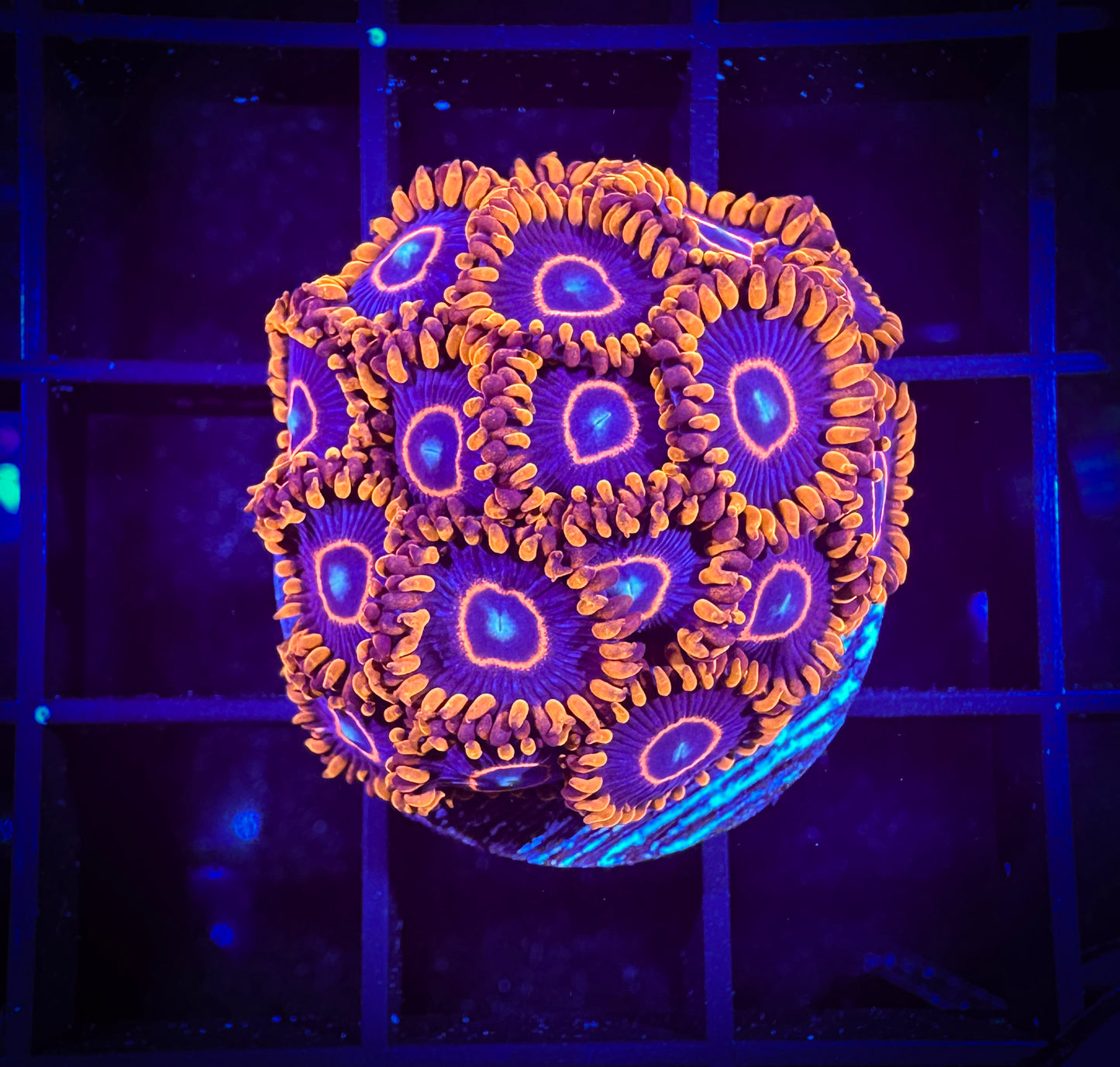 WYSIWYG Red Hornets Zoanthids Large Frag 07F4