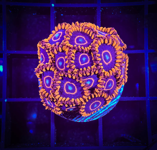 WYSIWYG Red Hornets Zoanthids Large Frag 07F4